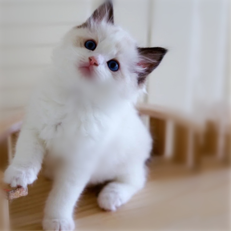 陕西西安纯种双血统布偶猫优惠出售