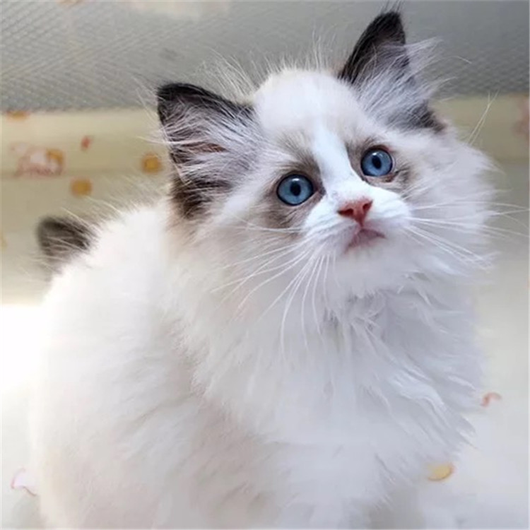 陕西西安纯种双血统布偶猫优惠出售